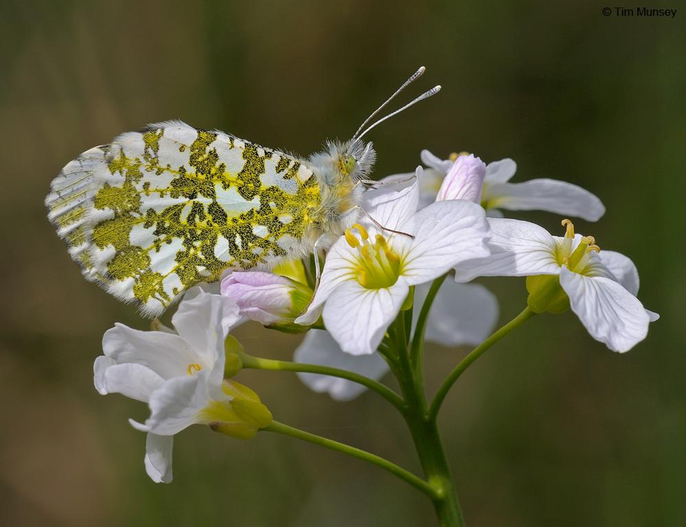 Orange Tip on Cuckoo Flower 160510_2.jpg